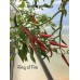 Ring Of Fire Cayenne Pepper Seeds