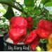 Big Bang Red Pepper Seeds
