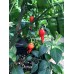 Diomar Pepper Seeds