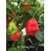 Aji Fantasy Red Pepper Seeds