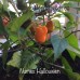 Numex Halloween Pepper Seeds