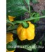 Bhut Jolokia x 7-Pot BBG Huge Yellow Pepper Seeds Bhut Jolokia x 7-Pot BBG Huge Yellow Pepper Seeds
