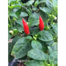 El Incendo Pepper Seeds