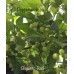 Biquinho Velmelho/Red Pepper Seeds Biquinho Velmelho/Red Pepper Seeds