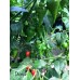 Diomar Pepper Seeds