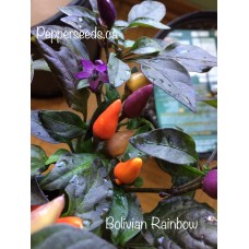 Bolivian Rainbow Pepper Seeds