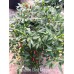 Zimbabwe Birds Eye Pepper Seeds Zimbabwe Birds Eye Pepper Seeds