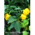 Bhut Jolokia x 7-Pot BBG Huge Yellow Pepper Seeds Bhut Jolokia x 7-Pot BBG Huge Yellow Pepper Seeds