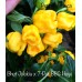 Bhut Jolokia x 7-Pot BBG Huge Yellow Pepper Seeds Bhut Jolokia x 7-Pot BBG Huge Yellow Pepper Seeds