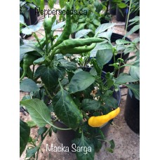 Macka Sarga Pepper Seeds Macka Sarga Pepper Seeds