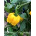 Bhut Jolokia x 7-Pot BBG Huge Yellow Pepper Seeds Bhut Jolokia x 7-Pot BBG Huge Yellow Pepper Seeds