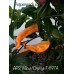 APS Yellow/Orange Pepper Seeds APS Yellow/Orange Pepper Seeds