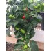 Numex Christmas Pepper Seeds