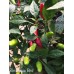 Zimbabwe Birds Eye Pepper Seeds Zimbabwe Birds Eye Pepper Seeds