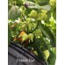 Biquinho Velmelho/Red Pepper Seeds Biquinho Velmelho/Red Pepper Seeds