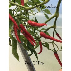 Ring Of Fire Cayenne Pepper Seeds