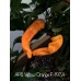 APS Yellow/Orange Pepper Seeds APS Yellow/Orange Pepper Seeds