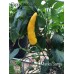 Macka Sarga Pepper Seeds Macka Sarga Pepper Seeds
