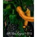 APS Yellow/Orange Pepper Seeds APS Yellow/Orange Pepper Seeds
