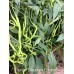 Thunder Mountain Longhorn Pepper Seeds