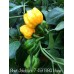 Bhut Jolokia x 7-Pot BBG Huge Yellow Pepper Seeds Bhut Jolokia x 7-Pot BBG Huge Yellow Pepper Seeds