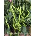 Thunder Mountain Longhorn Pepper Seeds