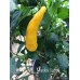 Macka Sarga Pepper Seeds Macka Sarga Pepper Seeds