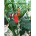 Cap 1149 Pepper Seeds