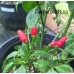 Ata Ijosi Pepper Seeds