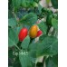 Cap 1445 Pepper Seeds