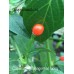 Capsicum galapagoense Long Pepper Seeds 