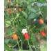 Cap 1445 Pepper Seeds