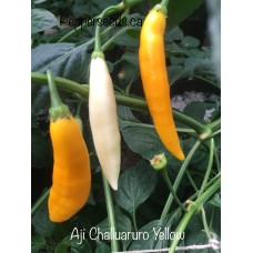 Aji Challuaruro Yellow Pepper Seeds