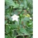 Cap 1445 Pepper Seeds