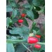 Cap 1445 Pepper Seeds