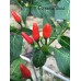 Cap 1149 Pepper Seeds