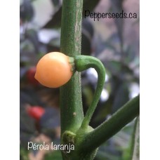 Pérola Iaranja Pepper Seeds 