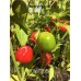 Cap 1705 Pepper Seeds 