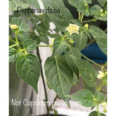 Not Capsicum parvifolium