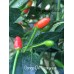 Congo De Nicaragua Pepper Seeds