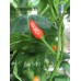 Cap 1149 Pepper Seeds