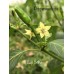 Cap 1149 Pepper Seeds