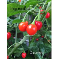 Chupetinho/Biquinho Pepper Seeds 