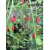 Cobincho Pepper Seeds