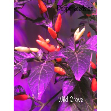 Wild Grove Pepper Seeds