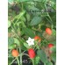 Cap 1445 Pepper Seeds