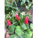 Ata Ijosi Pepper Seeds