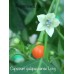 Capsicum galapagoense Long Pepper Seeds 