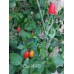 Cap 1445 Pepper Seeds