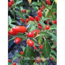 Chilito De Simojovel Pepper Seeds